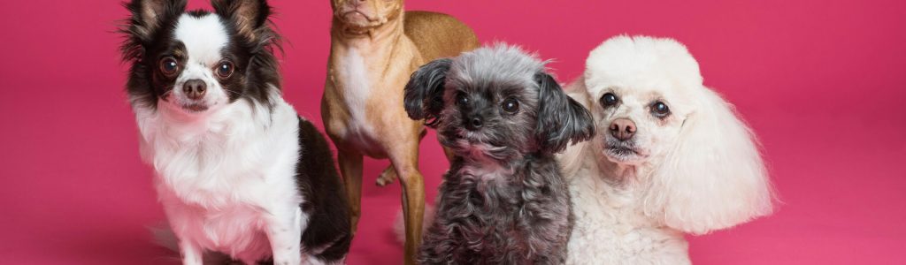 A charming group of small dogs posed against a vibrant pink backdrop, radiating cuteness.